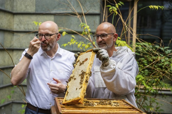 Jens Ardelt and State Secretary Thomas Kralinski hiving a beehive. Since the beginning of 2023, 500, 000 new employees have been working in the Saxon Ministry of Labour: Eight bee colonies have been busily collecting nectar for honey ever since. Beekeeper Rico Heinzig (MyHoney GmbH from Meißen) has been known throughout Germany since his legal dispute with satirist Jan Böhmermann. MyHoney currently looks after over 200 bee colonies. In 2022, the organic beekeeping business received the international London Money Award in Gold, beekeeper at the Saxon Ministry of Labour, Dresden, Saxony, Germany, Europe