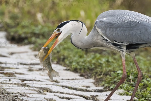 A grey heron (Ardea cinerea) posing with a caught fish in its beak on a stony path, Hesse, Germany, Europe