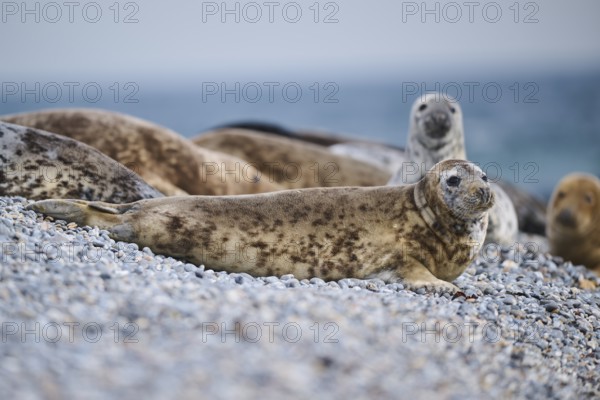Grey seal (Halichoerus grypus) on the beach, Düne, Helgoland, Schleswig-Holstein, Germany, Europe