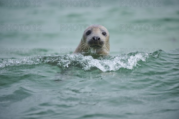 Grey seal (Halichoerus grypus) looking out of the water while swimming in the sea, Düne, Helgoland, Schleswig-Holstein, Germany, Europe