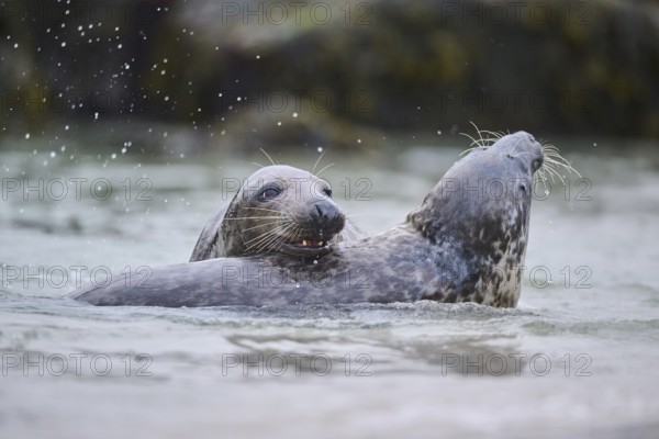 Grey seal (Halichoerus grypus) playing with each other in the water, sea, Düne, Helgoland, Schleswig-Holstein, Germany, Europe