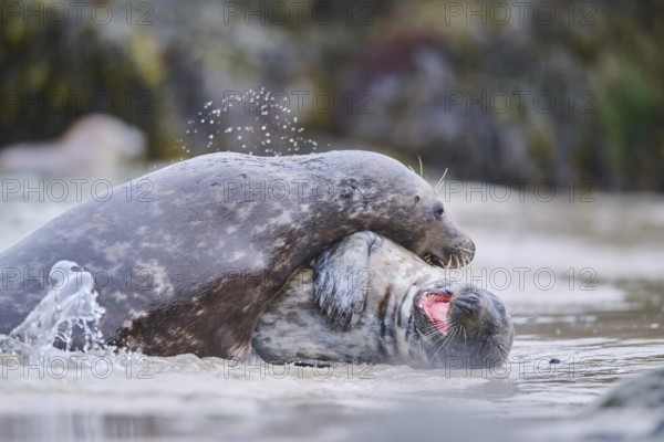 Grey seal (Halichoerus grypus) playing with each other in the water, sea, Düne, Helgoland, Schleswig-Holstein, Germany, Europe