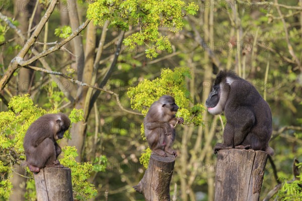 Three Drills (Mandrillus leucophaeus), a male and two females, sit high up on the three stumps of a cut tree and enjoy the early sunlight. A green forest can be seen in the background