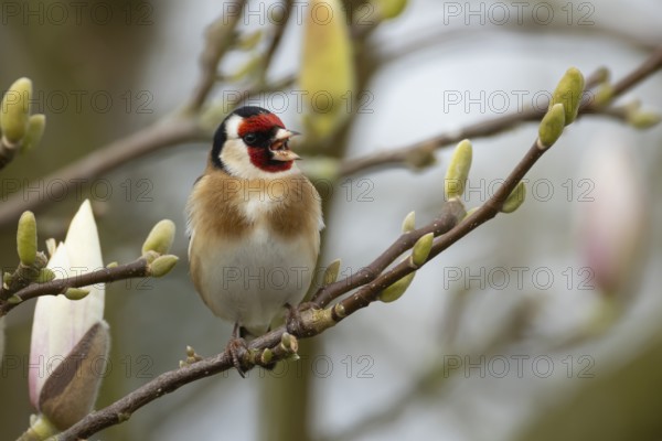 European goldfinch (Carduelis carduelis) adult bird singing on a garden Magnolia tree branch with blossom in spring, England, United Kingdom, Europe