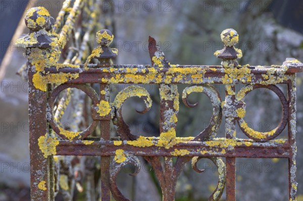 Moss-covered iron grille at an Israeli cemetery, inaugurated in 1882, Werner-von Siemens Str. 2, Würzburg, Lower Franconia, Bavaria, Germany, Europe