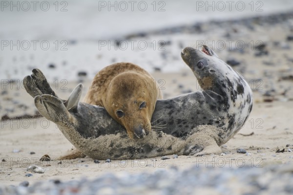 Grey seal (Halichoerus grypus) playing with each other on the beach, Düne, Helgoland, Schleswig-Holstein, Germany, Europe