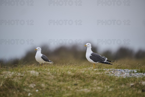 Yellow-legged gull (Larus michahellis) standing in the grass, Düne, Helgoland, Schleswig-Holstein, Germany, Europe