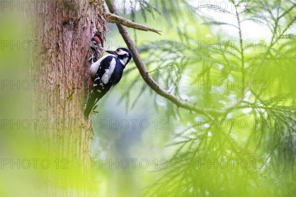 Great spotted woodpecker (Dendrocopos major), female feeds almost fledged young bird in the entrance hole of the breeding cavity, Bad Homburg, Hesse, Germany, Europe