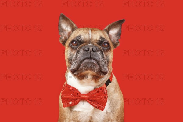 Elegant French Bulldog dog wearing wearing bow tie on red background