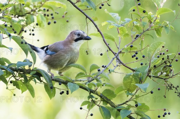 A jay (Garrulus Glandarius) sitting on a branch with green leaves and small berries in the sunlight, Hesse, Germany, Europe