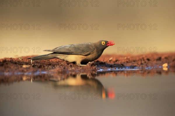 Red-billed oxpecker (Buphagus erythrorhynchus), adult, at the water, drinking, alert, Kruger National Park, Kruger National Park, Kruger National Park South Africa