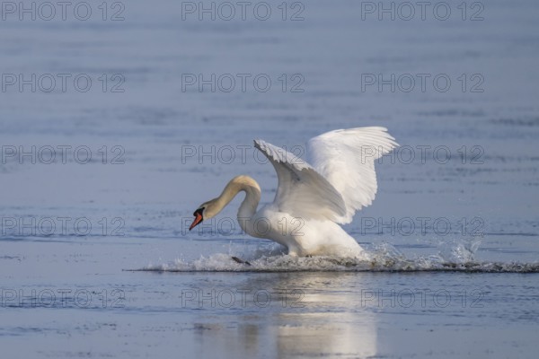 Landing Mute Swan (Cygnus olor), Bagges Dæmning, Ringkøbing Fjord, Denmark, Europe