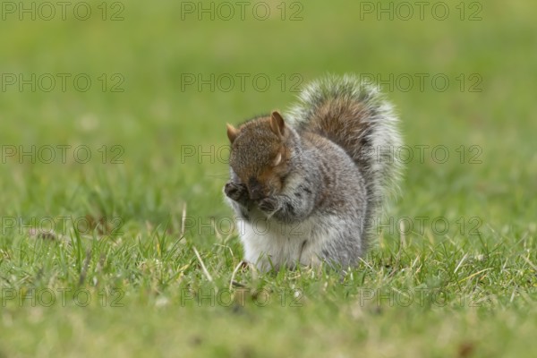Grey squirrel (Sciurus carolinensis) adult animal washing its face, England, United Kingdom, Europe