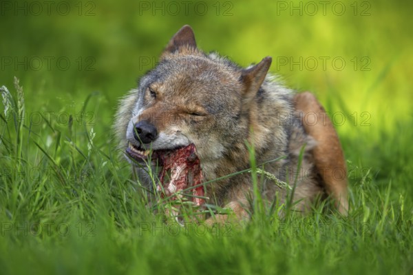 Eurasian wolf, grey wolf (Canis lupus lupus) gnawing on meat and bone of its prey in grassland, meadow