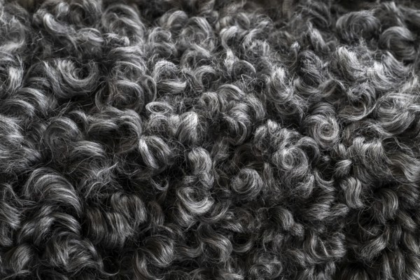 Black and white curly lambskin, close-up, Gotland sheep, Gotland Island, Sweden, Europe