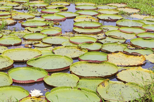 Giant water lily (Victoria amazonica) Pantanal Brazil