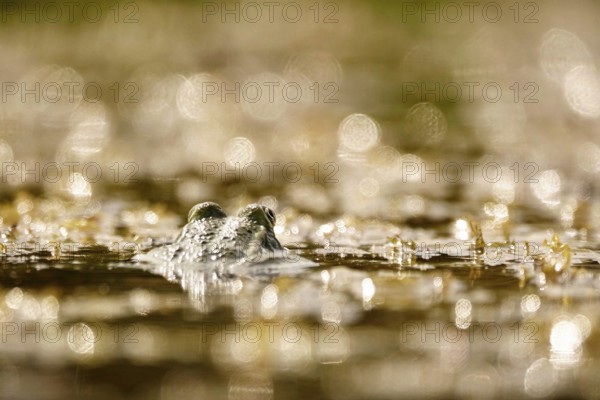 Frog in a pond, June, Saxony, Germany, Europe