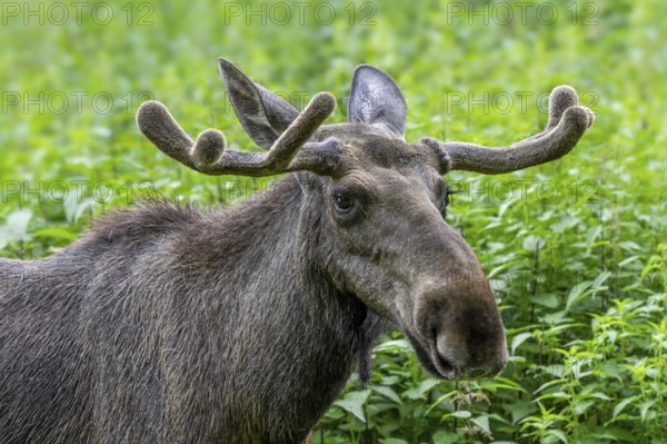 Moose, elk (Alces alces) close-up portrait of bull, male with small antlers covered in velvet in spring, native to Scandinavia