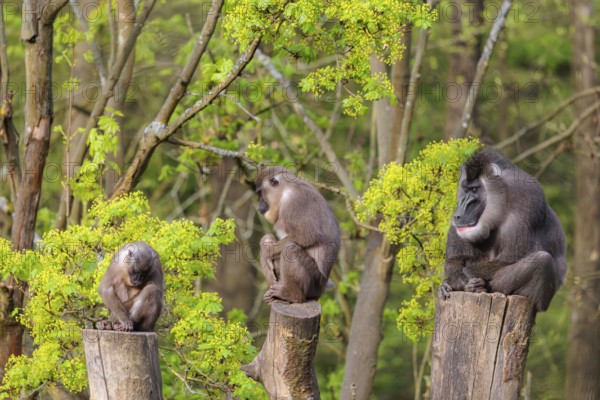 Three Drills (Mandrillus leucophaeus), a male and two females, sit high up on the three stumps of a cut tree and enjoy the early sunlight. A green forest can be seen in the background