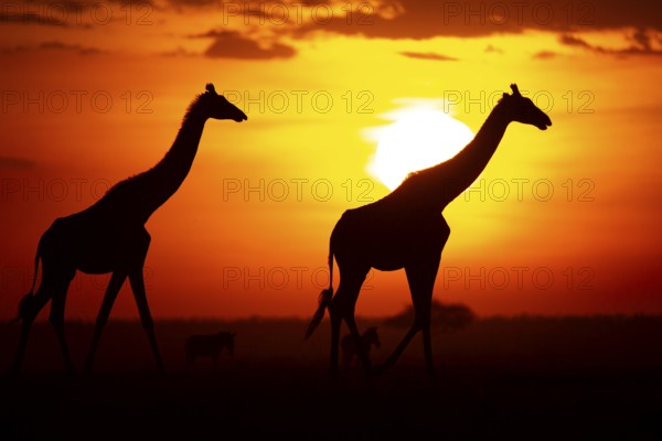 Masai giraffe (Giraffa c. tippelskirchi) Masai Mara Kenya#