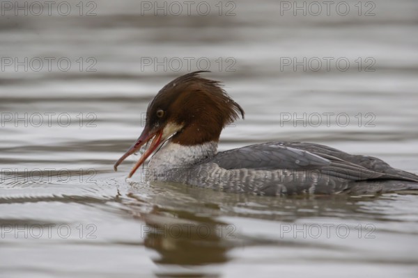 Common merganser (Mergus merganser) female, with fish, Germany, Europe