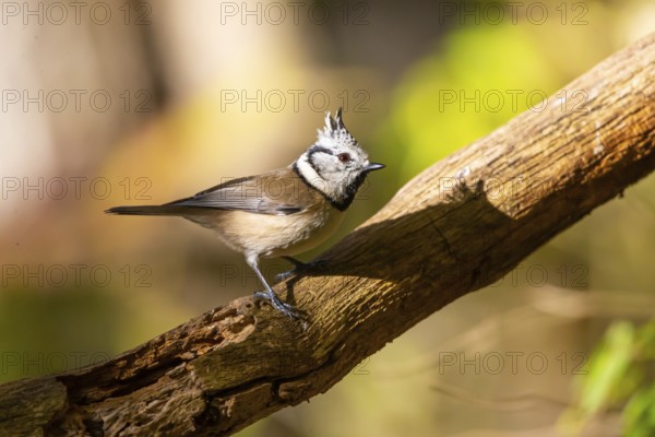 Crested Tit (Parus cristatus), Germany, Europe