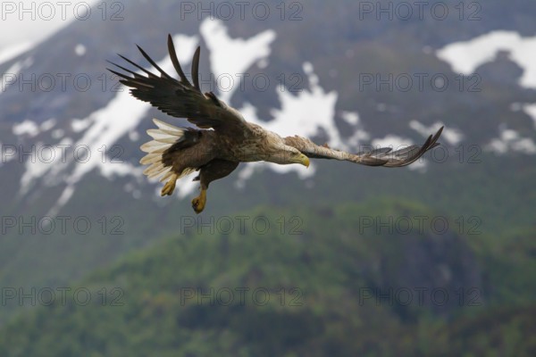 White-tailed eagle (Halliaeetus albicilla) in front of snow-covered mountains and forest, Norway, Europe