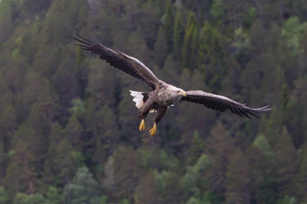 White-tailed eagle (Halliaeetus albicilla) in front of snow-covered mountains and forest, Norway, Europe