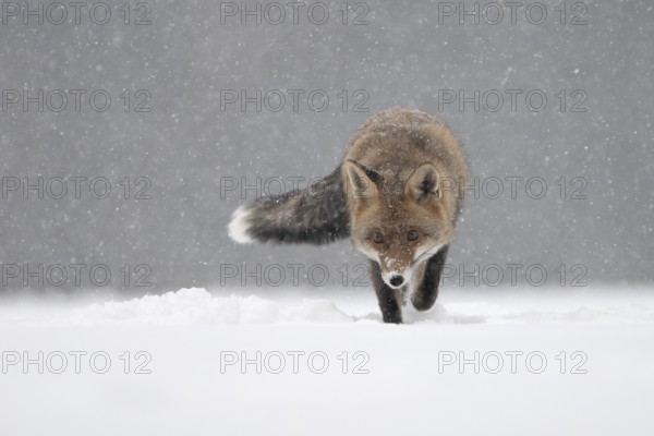 Red fox in the snow, Steinborn, Rhineland-Palatinate, Germany, Europe