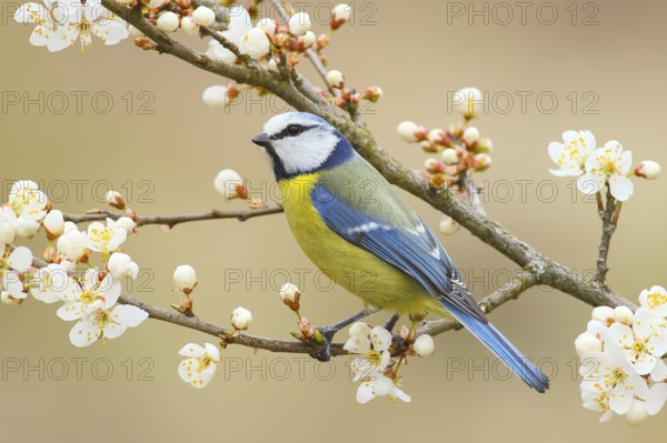 Blue tit (Parus caeruleus), sitting on blackthorn (Prunus spinosa) branch, Wildlife, Animals, Birds, North Rhine-Westphalia, Germany, Europe