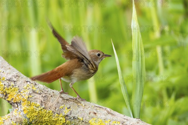 Nightingale (Luscinia megarhynchos) Germany
