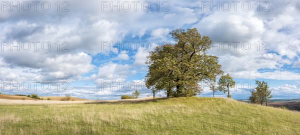 Napoleon's lime trees on the battlefield of 1806, Battle of Jena and Auerstedt, Thuringia, Germany, Europe