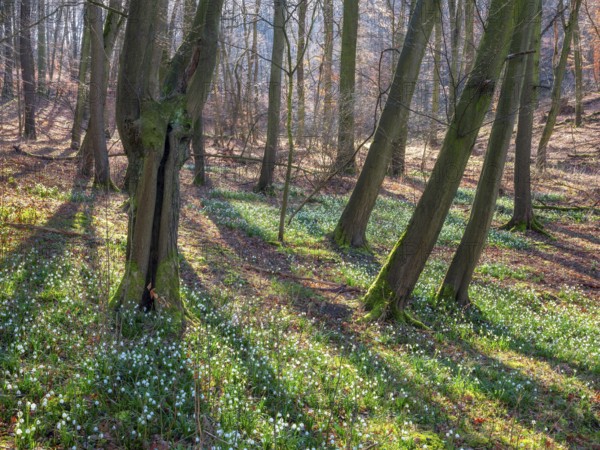 Sunny forest in early spring, spring snowflake in bloom (Leucojum vernum), Goseck, Saxony-Anhalt, Germany, Europe