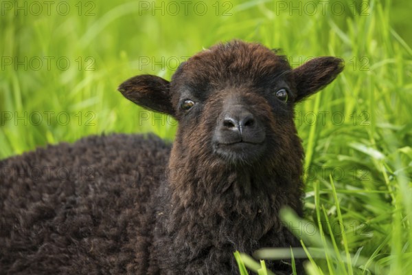 Portrait of a black sheep. Ouessant sheep (Breton dwarf sheep) . Grazing. Germany