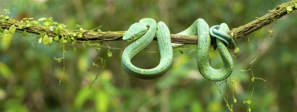 Bothriechis lateralis (Bothriechis lateralis), sitting on a branch, Heredia province, Costa Rica, Central America