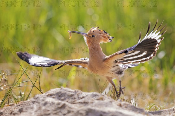 Hoopoe (Upupa epops) Bird of the Year 2022, male with food, bridal gift, mating, courtship, foraging, erected canopy against the light, sunrise, Middle Elbe Biosphere Reserve, Saxony-Anhalt, Germany, Europe
