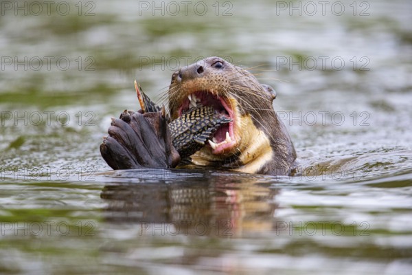 Giant otter (Pteronura brasiliensis) Pantanal Brazil
