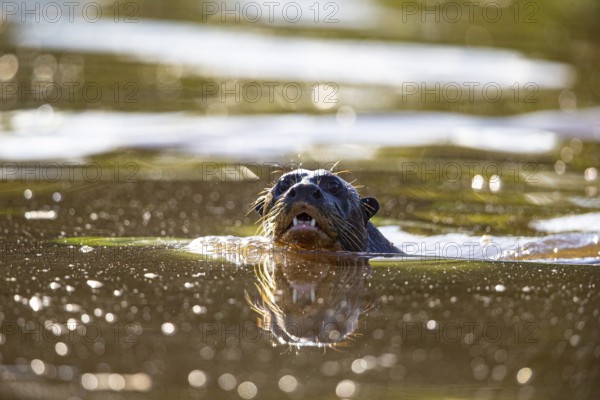 Giant otter (Pteronura brasiliensis) Pantanal Brazil