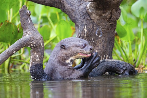 Giant otter (Pteronura brasiliensis) Pantanal Brazil