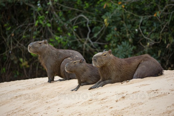 Capybara (Hydrochaeris hydrochaeris) Pantanal Brazil