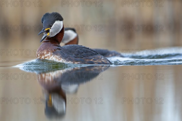 Red-necked Grebe (Podiceps grisegena) grebe, courtship, pair formation, reed and shallow water zone, calling, male and female, splendour plumage, Saxony-Anhalt, Middle Elbe Biosphere Reserve, Germany, Europe