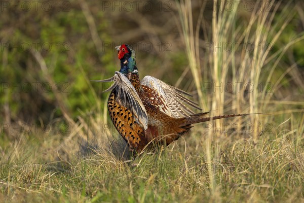 Hunting pheasant (Phasianus colchicus), pheasant flapping its wings, Texel Island, Netherlands