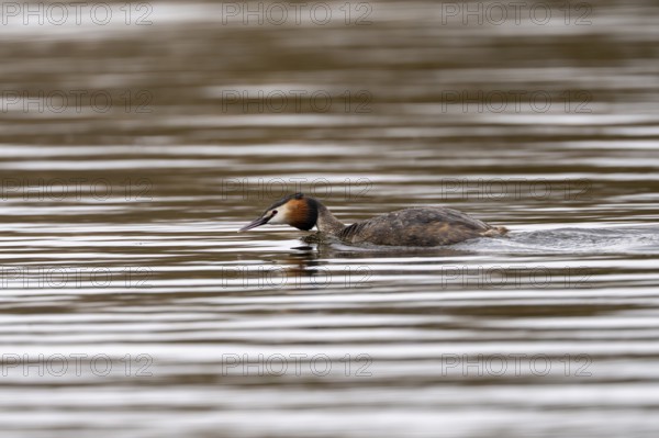 Great Crested Grebe (Podiceps cristatus), Rhineland-Palatinate, Germany, Europe
