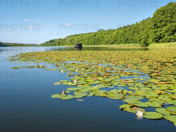 Water lilies bloom in the water lily paradise at Granzower Möschen, Mirow, Mecklenburg Lake District, Mecklenburg-Vorpommern, Germany, Europe