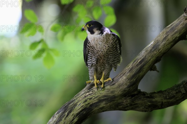 Peregrine falcon (Falco peregrinus), adult, on tree, alert, in summer, Šumava, Czech Republic, Europe