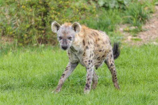An adult male Spotted Hyena (Crocuta crocuta) stands in a green meadow
