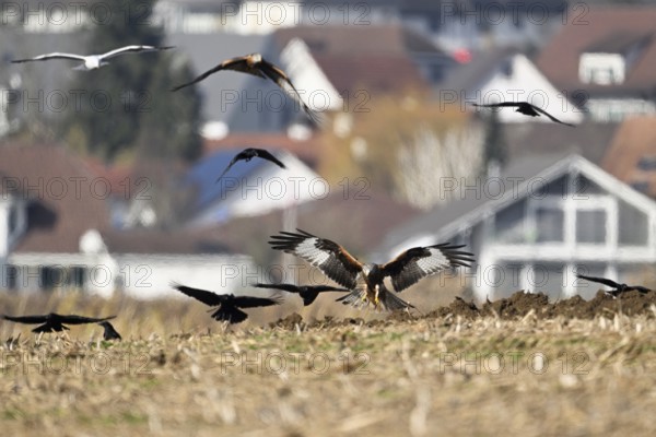 Red kites (Milvus milvus) and crows (Corvus corone) foraging in a freshly ploughed field, Canton Aargau, Switzerland, Europe