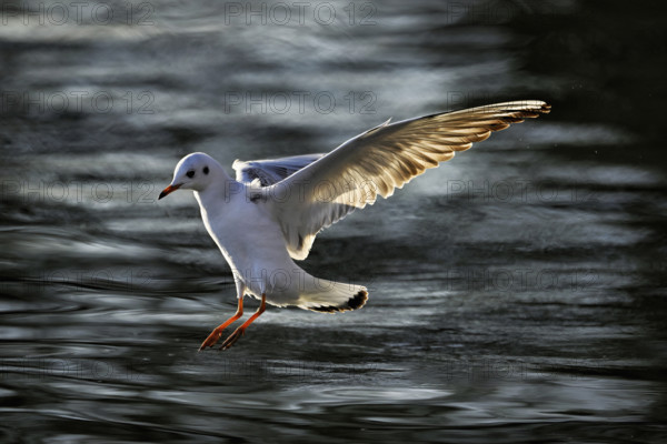 Black-headed Black-headed Gull (Larus ridibundus), approaching over water, evening light, Lake Zug, Canton Zug, Switzerland, Europe