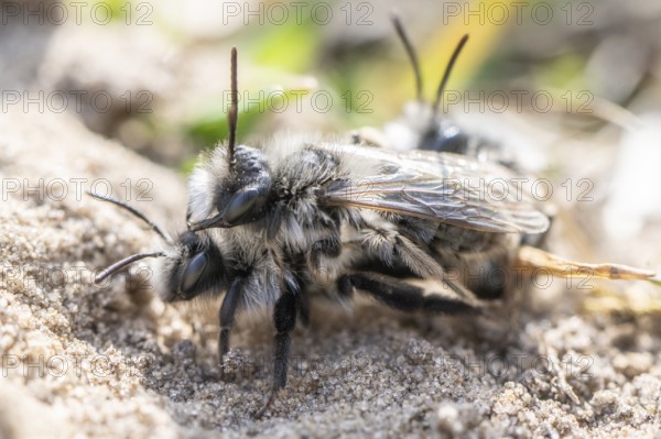 Ashy Mining Bee (Andrena cineraria), mating, Emsland, Lower Saxony, Germany, Europe