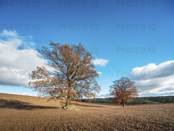 Solitary oak trees on ploughed field under blue sky with clouds in autumn, Burgenlandkreis, Saxony-Anhalt, Germany, Europe
